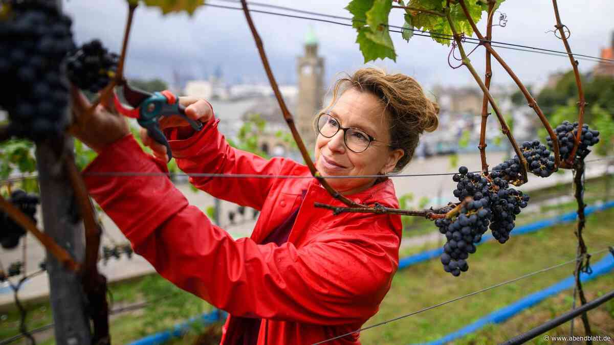 Weinlese am Hamburger Hafen – aber reicht die Ernte für exklusiven Tropfen?