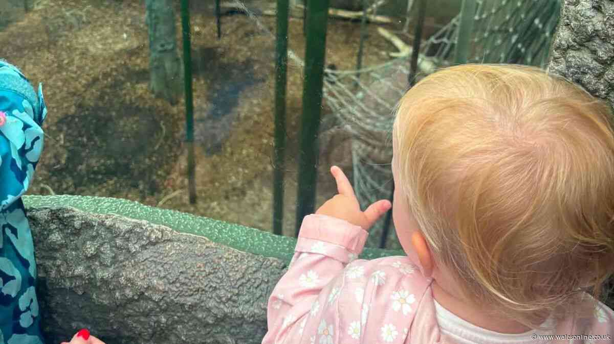 'We went to the UK's best zoo with a toddler in the rain and saw 60 animals'