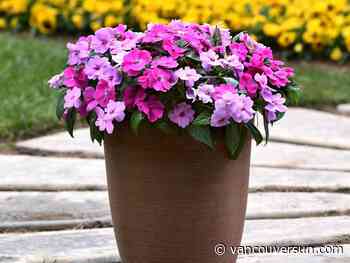 Brian Minter: New varieties add colour, foliage and heat tolerance as you plan for next year's garden