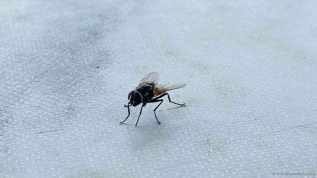 Stop flies swarming around your bins with 1 kitchen ingredient they hate the smell of