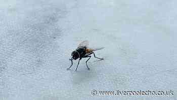 Stop flies swarming around your bins with 1 kitchen ingredient they hate the smell of