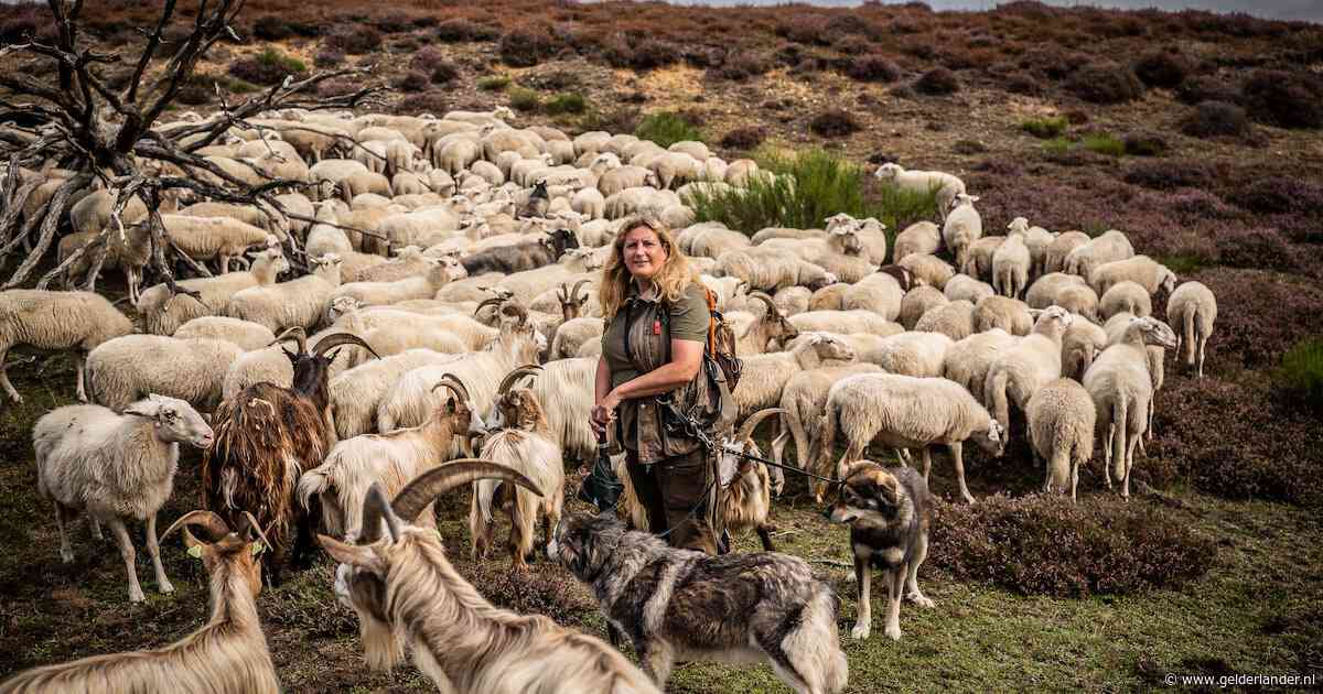 Cynthia en haar schapen krijgen bescherming van twee Italiaanse waakhonden: ‘Géén vechtmachines’