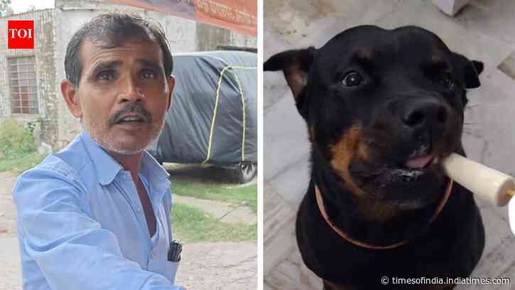Sugar-Free Kulfi For Dogs: Jaipur vendor’s treat wins hearts online; pet owners hail thoughtful idea