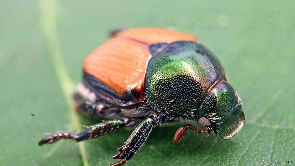 Erste Quarantänezone in Bayern: Gefräßiger Schädling breitet sich aus