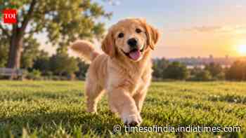 In 2013, Czech researchers found 70 dogs aligned north-south when Earth’s field was stable