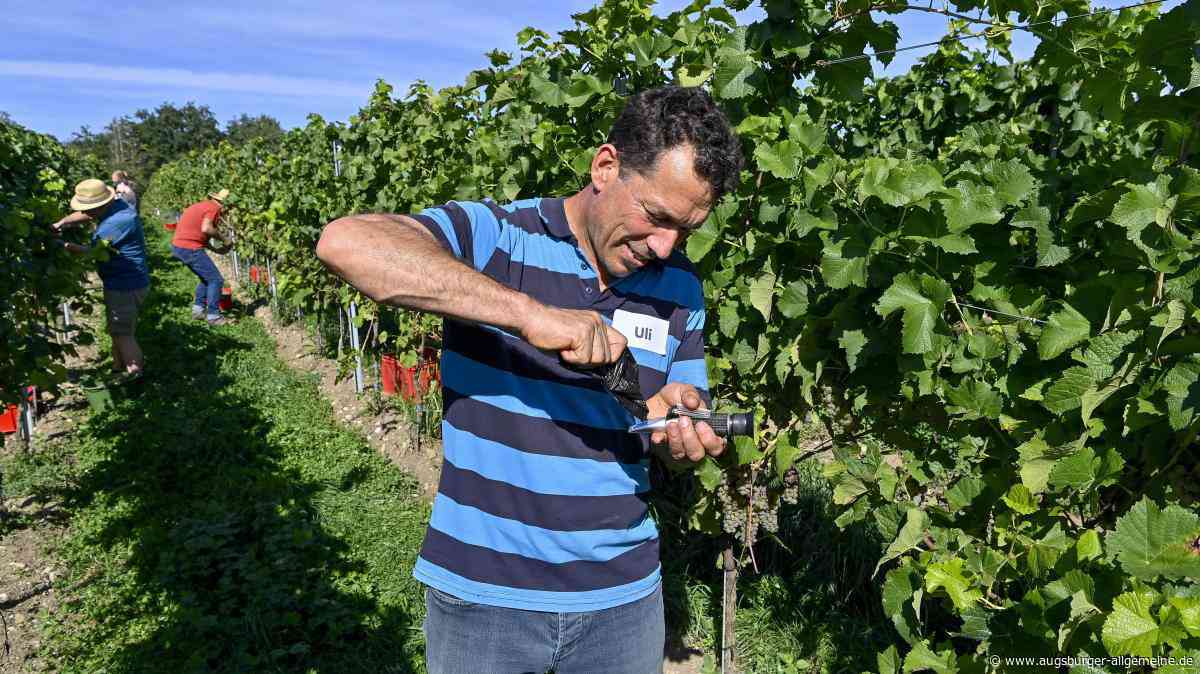 Weinlese am Ammersee startet so früh wie noch nie