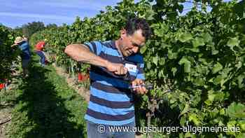 Weinlese am Ammersee startet so früh wie noch nie