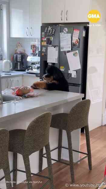 Adorable puppy's attempt to steal bacon falls short