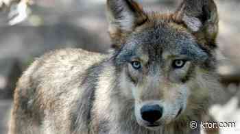 Trump's signs order allowing ranchers to kill wolves to protect herds 