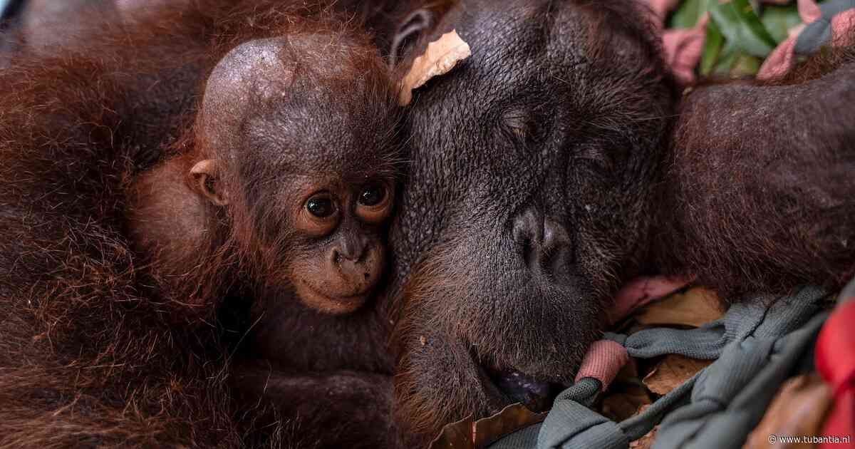 Orang-oetan en jong gered uit vuurzee in Indonesië, bosbranden verwoestten al 300.000 hectare