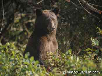 Woman injured in bear attack near Whistler
