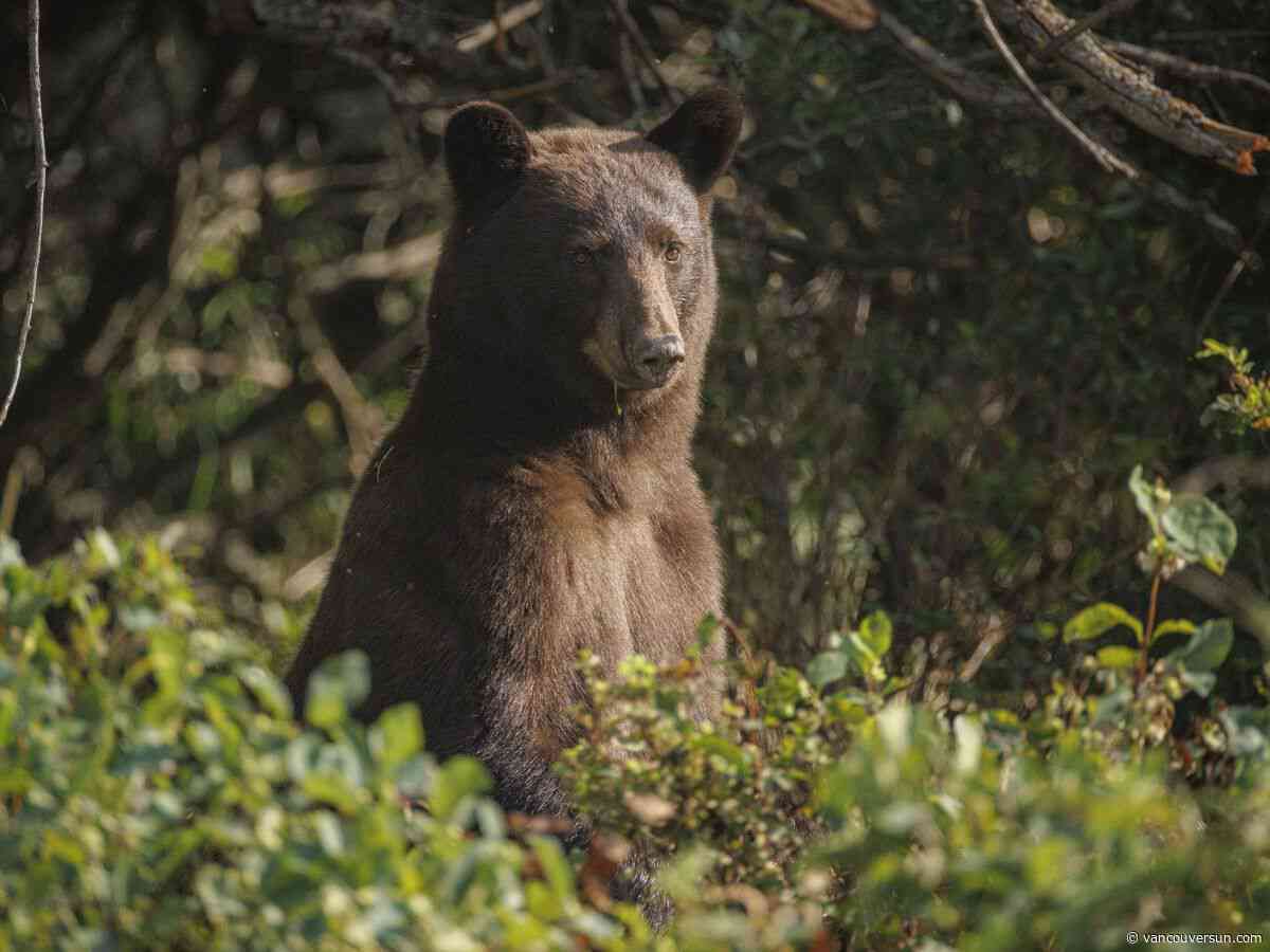 Woman injured in bear attack near Whistler