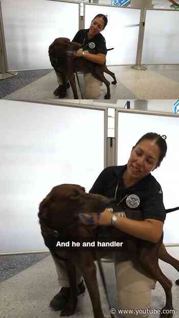 Meet TSA's cutest canine officer