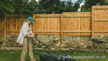 Welsh homes urged to do September job for thicker and healthier grass next spring