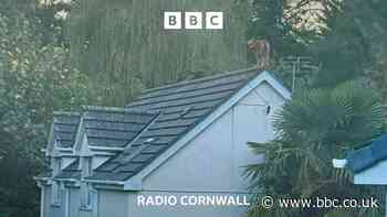The dog who had to be rescued from a roof