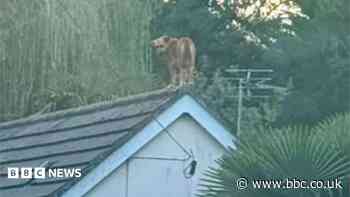 Dog 'grounded' after rescue from roof of house