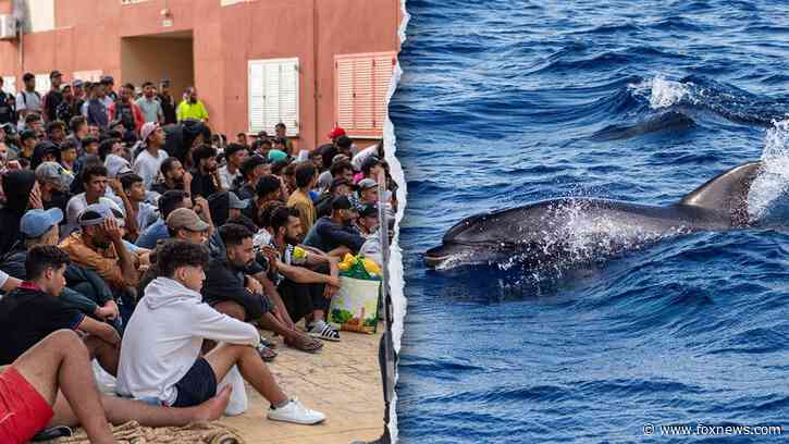 Migrants spark outrage after video shows baby dolphin beaten during beach celebration