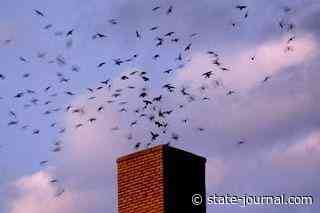 Help restore native habitat for chimney swifts