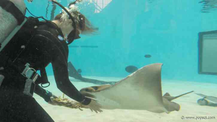 Happy Birth-ray! Mystic the cownose ray turns 27
