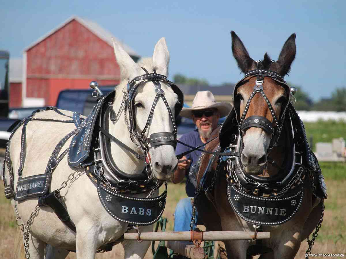 Lambton County match plows on Saturday