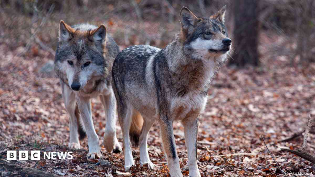 Trump signs order to remove endangered species protection for grey wolves