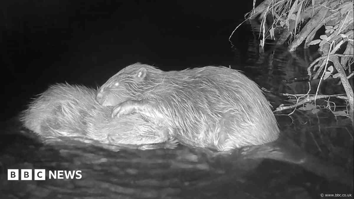 Beavers filmed bonding after release in the wild