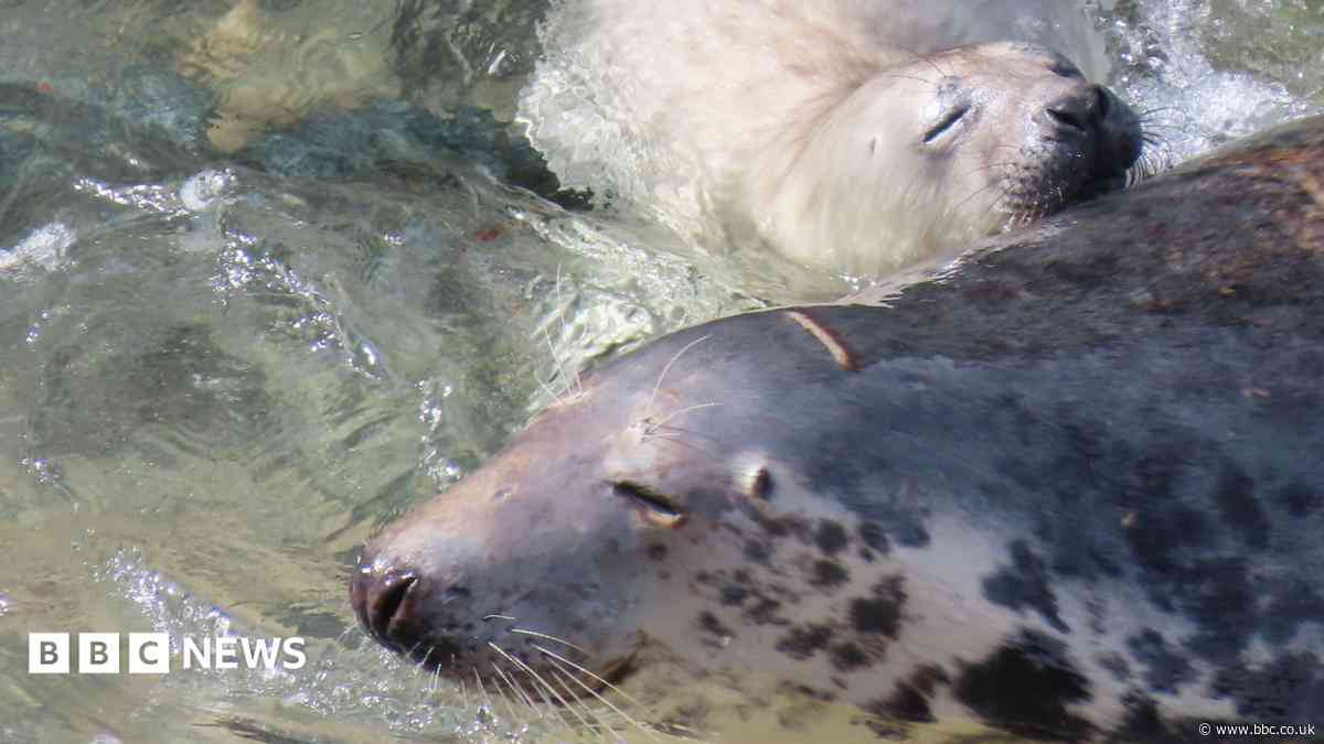 Charity backs call for resting seal protection