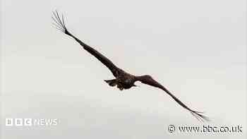 'Miracle' eagle with broken wing spotted back above Scottish coast
