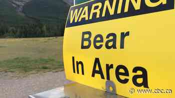 Woman injured in bear attack in Whistler backcountry