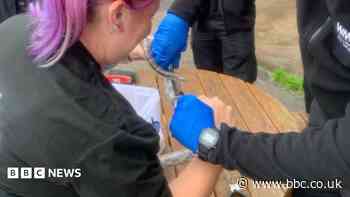 Corn snake stuck in keyring freed by firefighters