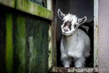 Petting zoo exposes 200+ people across North Carolina to rabid baby goats