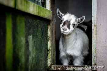 Petting zoo exposes 200+ people across North Carolina to rabid baby goats