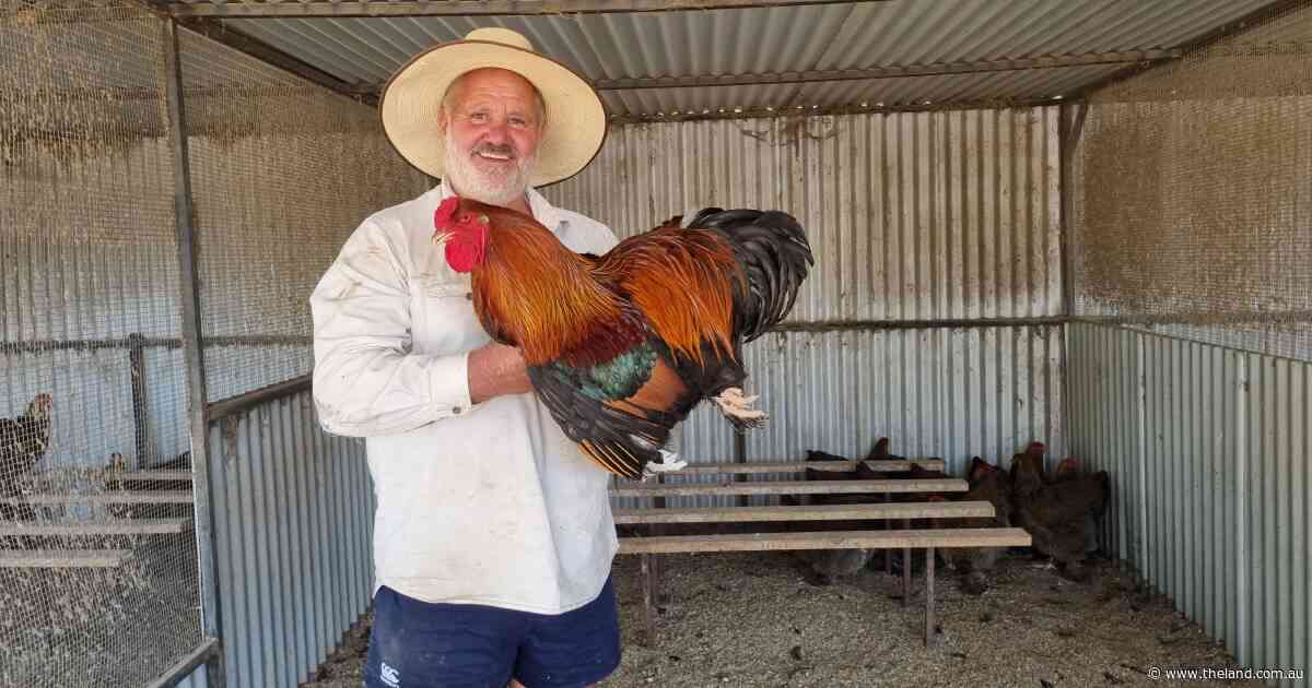 'It just clicked': Bert Hewitt has always had a chicken since the age of four