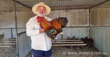 'It just clicked': Bert Hewitt has always had a chicken since the age of four