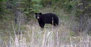 Woman airlifted to hospital after bear attack near Whistler, B.C.
