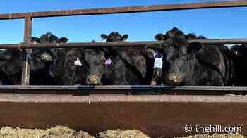 Trump faces down beef backlash. Will import plan pay off?