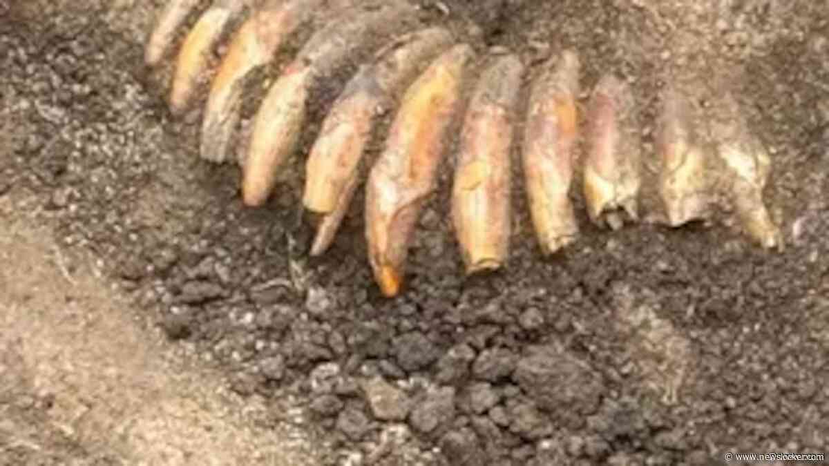 Vijfduizend jaar oude ketting met 42 dierentanden ontdekt in Poolse grafheuvel