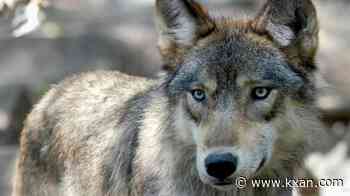 Trump's signs order allowing ranchers to kill wolves to protect herds 