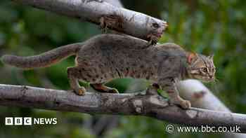 Tiny wild cat settles into new home