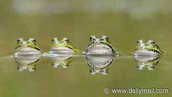 Oh hoppy day! Four frogs enjoy a dip in a pond