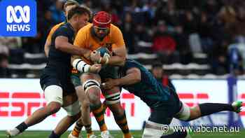 Wallabies draw with Pumas after late penalty try