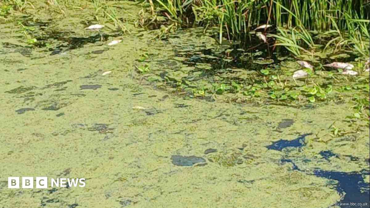'Historic pub reopens' and 'dead fish in river'
