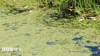 'Historic pub reopens' and 'dead fish in river'
