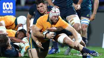 Wallabies escape with draw against Pumas after late penalty try