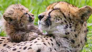 Mum's got her paws full! Mother cheetah keeps an eye on her SEVEN cubs