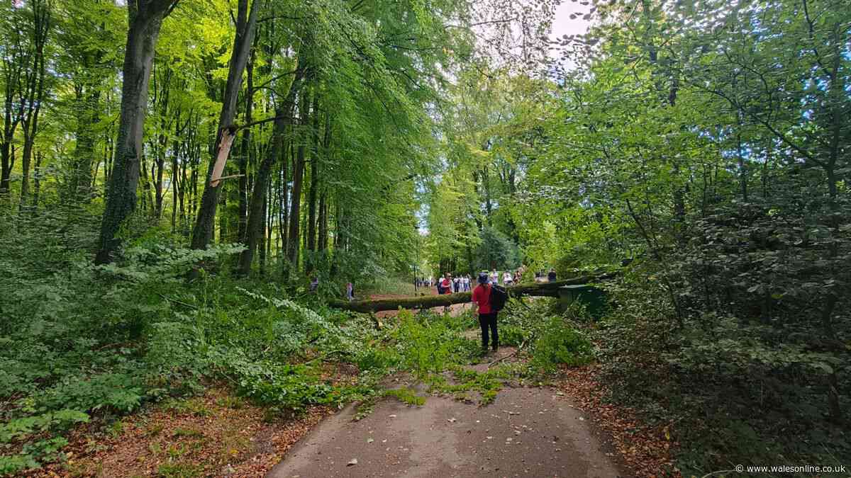 Large tree falls down at St Fagans museum narrowly missing visitors