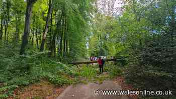 Large tree falls down at St Fagans museum narrowly missing visitors