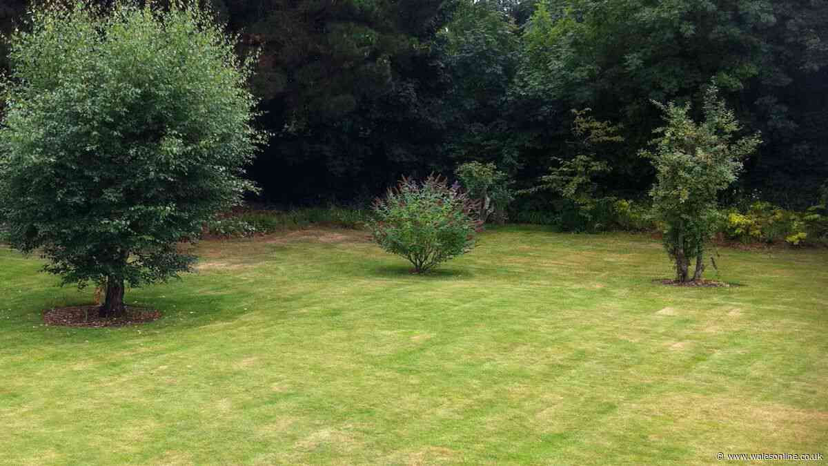 Welsh gardeners urged to move common item off lawns if grass is yellow and brown