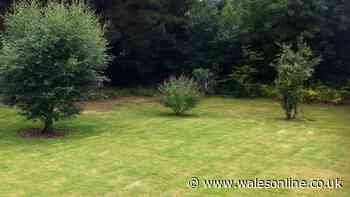 Welsh gardeners urged to move common item off lawns if grass is yellow and brown