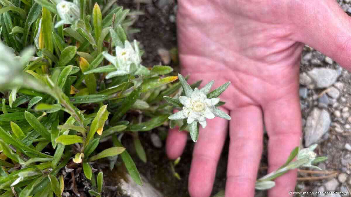An Kälte gewöhnte Arten verschwinden von Europas Berggipfeln